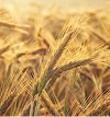 La filiera del grano tenero