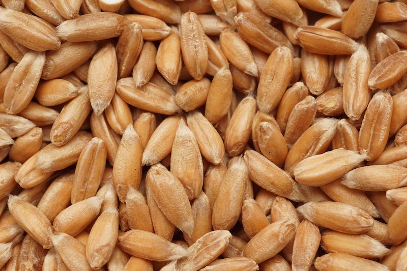 Scopri le incredibili proprietà del farro!