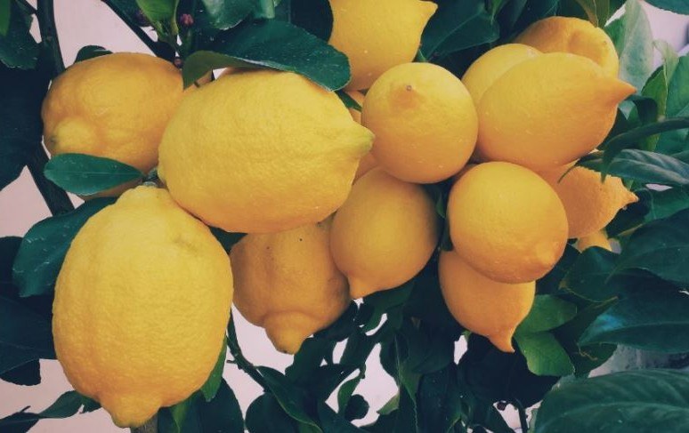 Alcune curiosità che (forse) non sai sul limone