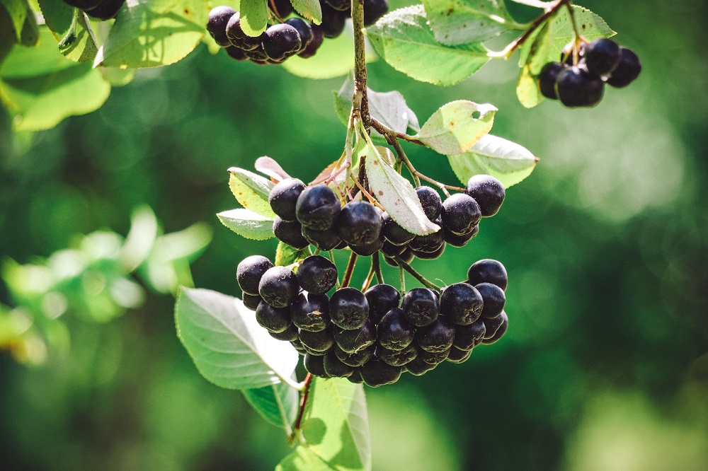 Le Super Bacche di Aronia