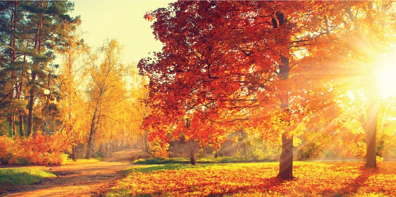 I prodotti di novembre: mela, avena senza glutine e bacche di goji